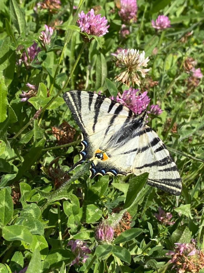 Farm stay Fattoria Il Pigelleto Piancastagnaio